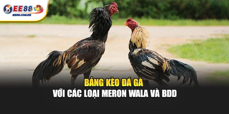 Bảng kèo đá gà với các loại Meron Wala và BDD Bảng kèo đá gà với các loại Meron Wala và BDD