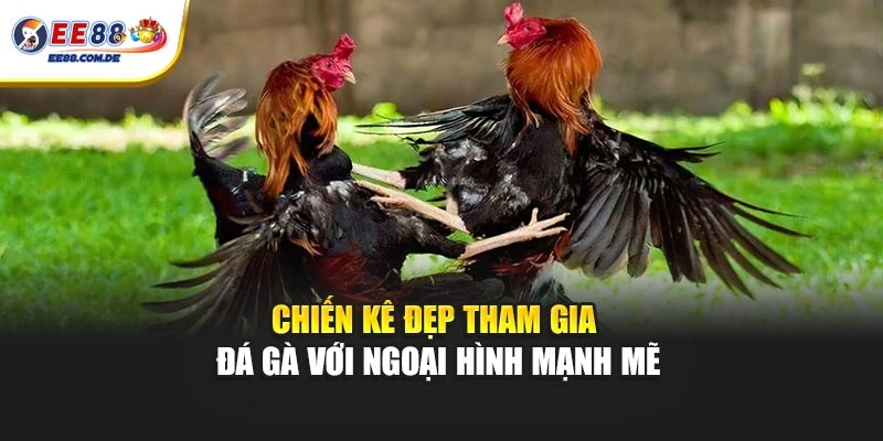 Chiến kê đẹp tham gia đá gà với ngoại hình mạnh mẽ Chiến kê đẹp tham gia đá gà với ngoại hình mạnh mẽ