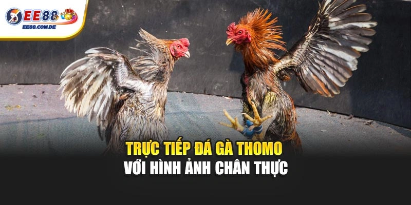 Trực tiếp đá gà Thomo với hình ảnh chân thực Trực tiếp đá gà Thomo với hình ảnh chân thực